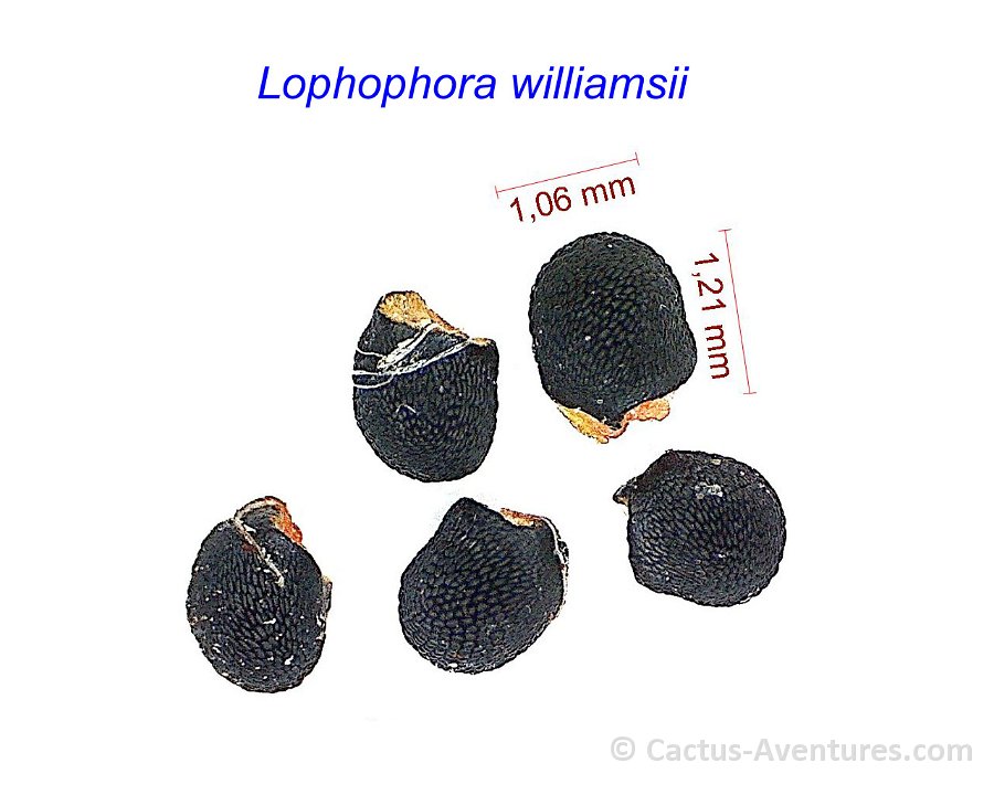 Lophophora williamsii